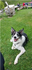 Arja