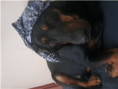 Jogi bear paraet