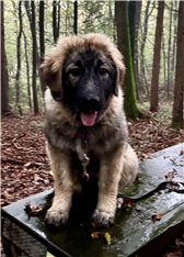 Bella