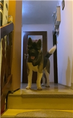 Marro,kličemo ga Crni