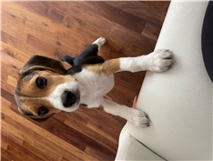 Ajko