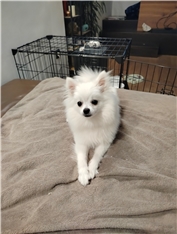Raja