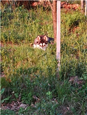 Bella