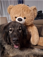 Grizli
