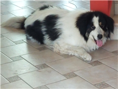 Roki