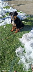 Tito