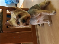 Oscar