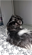 Gizmo