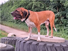 Ali