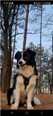 Newton