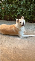 Akio