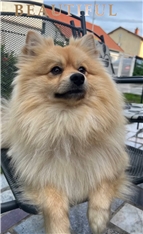 Hugo