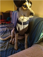 Stella