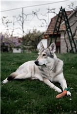 Gozdna