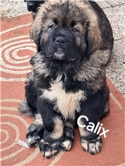 Calix