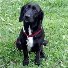 Dina