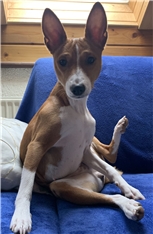 Nala