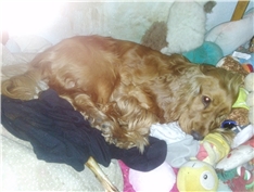 Bobi