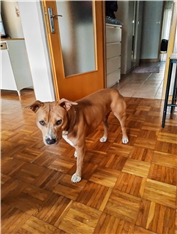 Daysi Strong Daimond