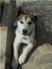 Aska