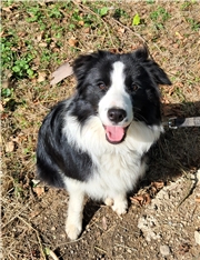 Nala , Lady of Grace