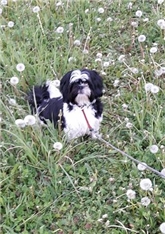 Lili