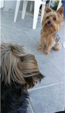Tay & Piki