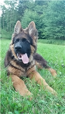Zorro
