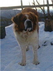 Maxi