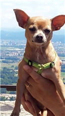 Trixi