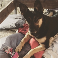 Ozi