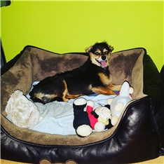 Tia
