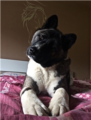 Cezar
