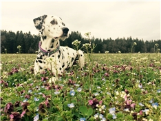 Pippa