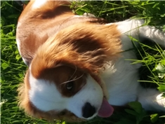 Nelli