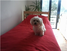 Tin-Tin