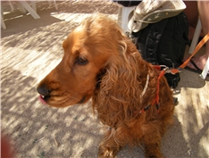 guči