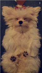 Oto