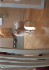uki