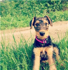Daisy