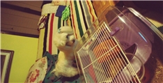Toby