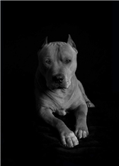 Duke