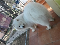 Kiro
