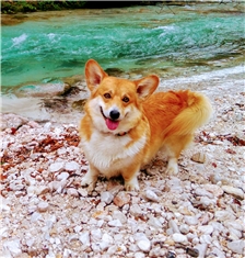 Tobi