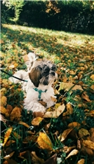 Mimi