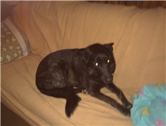 Biba