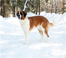 lunca