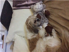 Trudi