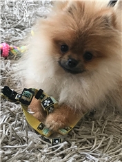 Teddy