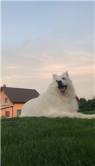Daisy